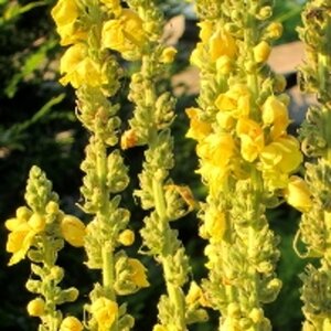 Verbascum olympicum geen maat specificatie 0,55L/P9cm - afbeelding 4