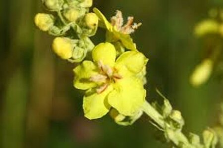 Verbascum olympicum geen maat specificatie 0,55L/P9cm - afbeelding 5