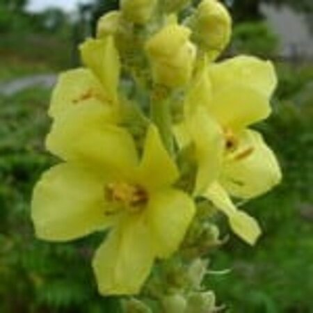 Verbascum olympicum geen maat specificatie 0,55L/P9cm