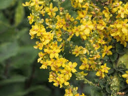 Verbascum olympicum geen maat specificatie 0,55L/P9cm - afbeelding 6