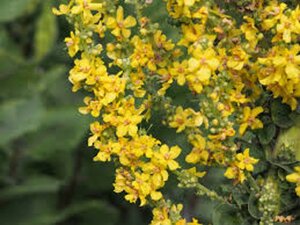 Verbascum olympicum geen maat specificatie 0,55L/P9cm - afbeelding 6