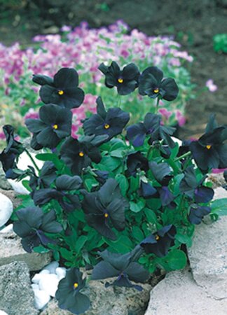 Viola (C) 'Molly Sanderson' geen maat specificatie 0,55L/P9cm - afbeelding 2
