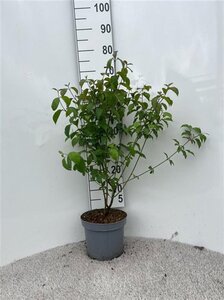 Cornus sanguinea 60-80 cm cont. 5,0L