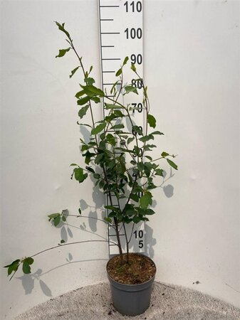 Frangula alnus = Rhamnus frangula 60-80 cm cont. 5,0L