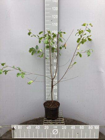 Frangula alnus = Rhamnus frangula 80-100 cm cont. 5,0L - afbeelding 2