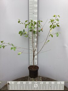 Frangula alnus = Rhamnus frangula 80-100 cm cont. 5,0L - afbeelding 2