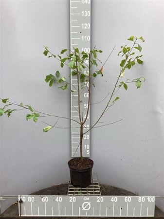 Frangula alnus = Rhamnus frangula 80-100 cm cont. 5,0L - afbeelding 1