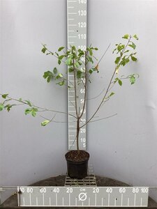 Frangula alnus = Rhamnus frangula 80-100 cm cont. 5,0L