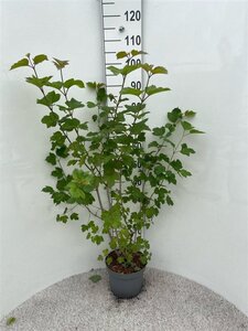 Viburnum opulus 60-80 cm cont. 5,0L - afbeelding 4