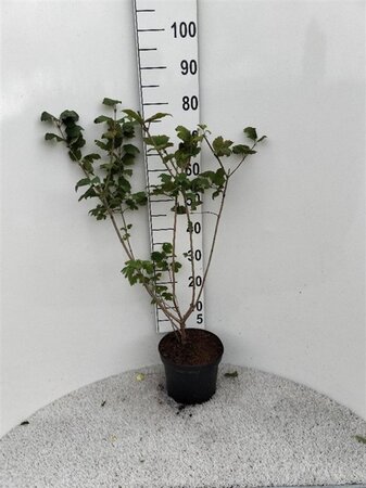 Viburnum opulus 60-80 cm cont. 5,0L - afbeelding 5