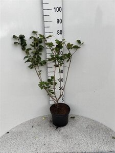 Viburnum opulus 60-80 cm cont. 5,0L - afbeelding 5