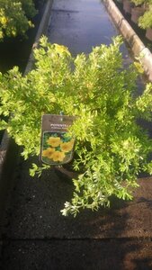 Potentilla f. 'Kobold' 30-40 cm cont. 3,0L - afbeelding 1