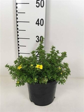 Potentilla f. 'Kobold' 30-40 cm cont. 3,0L - afbeelding 2