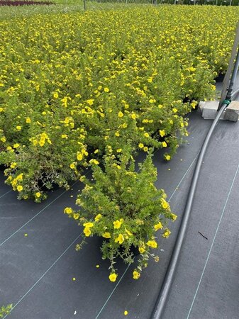 Potentilla f. 'Kobold' 30-40 cm cont. 3,0L - afbeelding 3