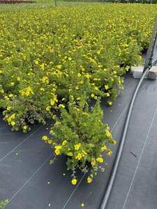 Potentilla f. 'Kobold' 30-40 cm cont. 3,0L - afbeelding 3