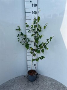Betula pendula=verrucosa=alba 80-100 cm cont. 2,0L