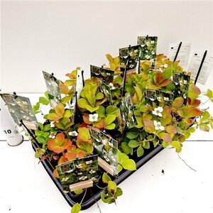 Cornus canadensis geen maat specificatie 0,55L/P9cm