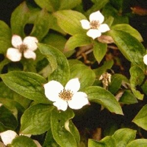 Cornus canadensis geen maat specificatie 0,55L/P9cm - afbeelding 5