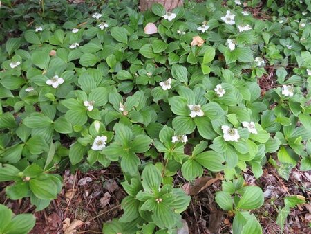 Cornus canadensis geen maat specificatie 0,55L/P9cm - afbeelding 4