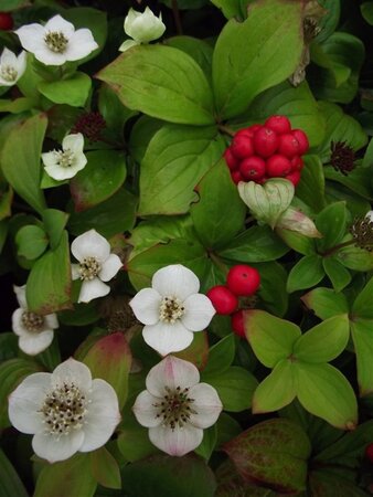 Cornus canadensis geen maat specificatie 0,55L/P9cm - afbeelding 6