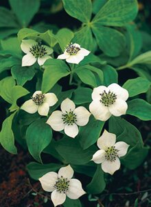 Cornus canadensis geen maat specificatie 0,55L/P9cm - afbeelding 7
