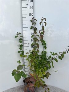 Cornus sanguinea 60-80 cm cont. 2,0L