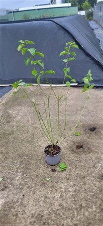 Cornus sanguinea 60-80 cm cont. 2,0L - afbeelding 2