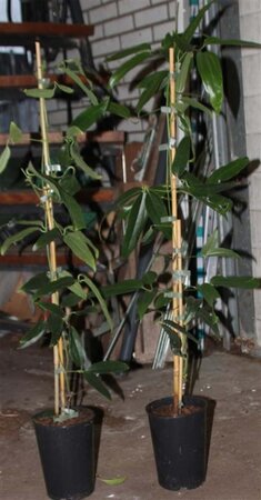 Clematis armandii 80-100 cm rozenpot 2L