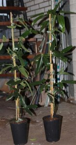 Clematis armandii 80-100 cm rozenpot 2L