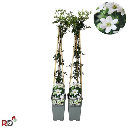 Clematis 'Joe' 70 cm vierkant 2L - afbeelding 2