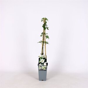 Clematis 'Joe' 70 cm vierkant 2L