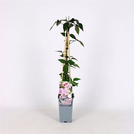 Clematis montana 'Mayleen' 70 cm vierkant 2L