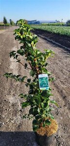 Hydrangea anomala petiolaris 60-80 cm cont. 4,0L - afbeelding 6