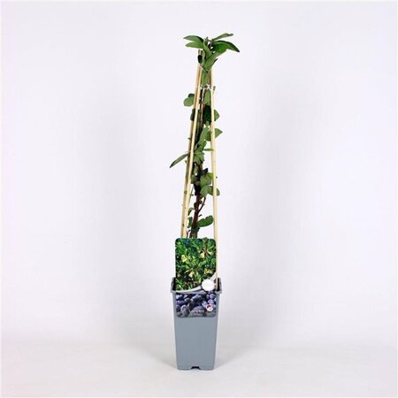 Lonicera caerulea 70 cm vierkant 2L - afbeelding 2