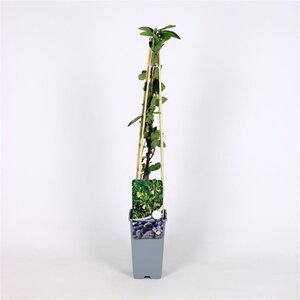 Lonicera caerulea 70 cm vierkant 2L - image 2