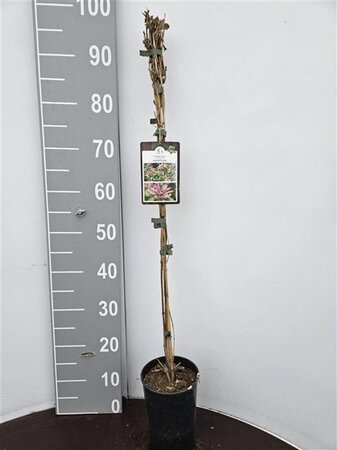 Lonicera heckr. 'Goldflame' 80-100 cm cont. 2,0L - afbeelding 1