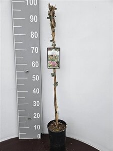 Lonicera heckr. 'Goldflame' 80-100 cm cont. 2,0L