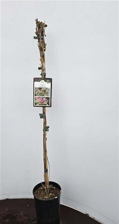 Lonicera heckr. 'Goldflame' 80-100 cm cont. 2,0L - afbeelding 2