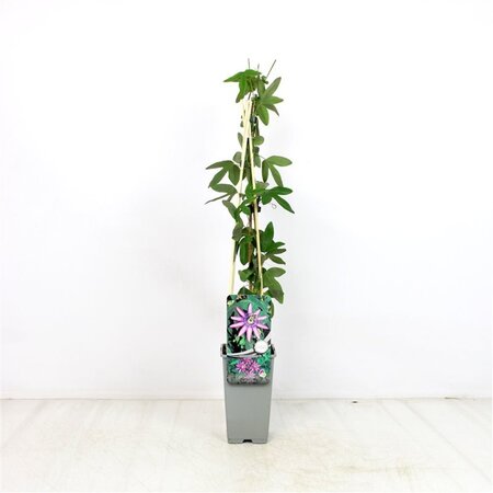 Passiflora 'Amethyst' 70 cm vierkant 2L - afbeelding 1