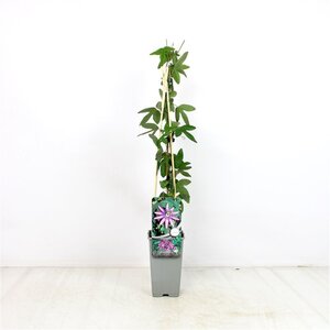 Passiflora 'Amethyst' 70 cm vierkant 2L