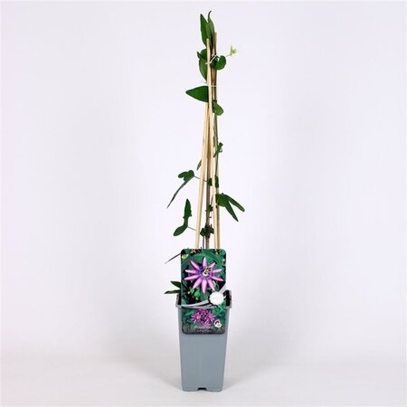 Passiflora 'Amethyst' 70 cm vierkant 2L - afbeelding 2