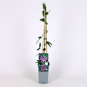 Passiflora 'Amethyst' 70 cm vierkant 2L - afbeelding 2