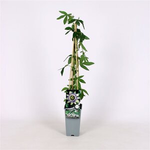 Passiflora 'Damsel's Delight' 70 cm vierkant 2L
