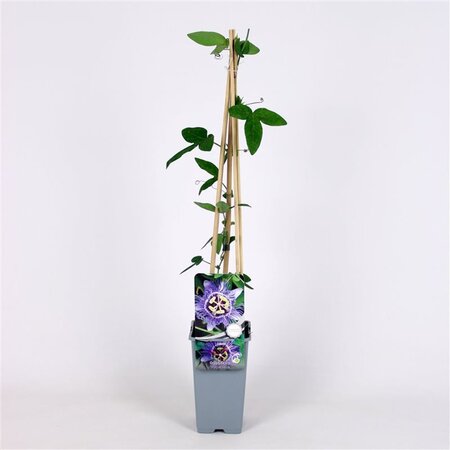 Passiflora 'Purple Haze' 70 cm vierkant 2L