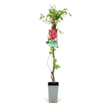 Parthenocissus quinq.engelmannii 80-100 cm cont. 2,0L