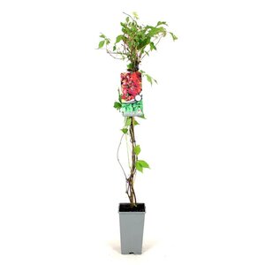 Parthenocissus quinq.engelmannii 80-100 cm cont. 2,0L