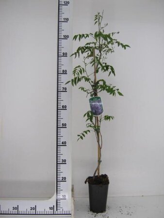 Wisteria brach. 'Murasaki Kapitan' 80-100 cm rozenpot 2L