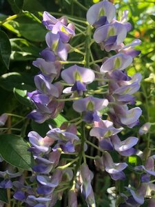 Wisteria brach. 'Okayama' 80-100 cm rozenpot 2L - afbeelding 2