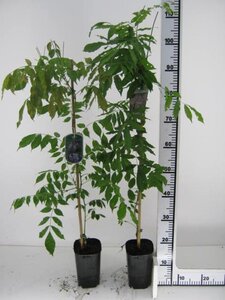 Wisteria brachybotrys 80-100 cm rozenpot 2L