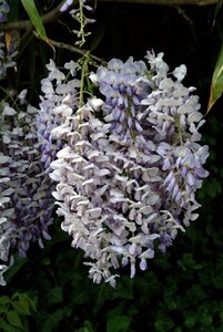 Wisteria sinensis 200-250 cm cont. 5,0L
